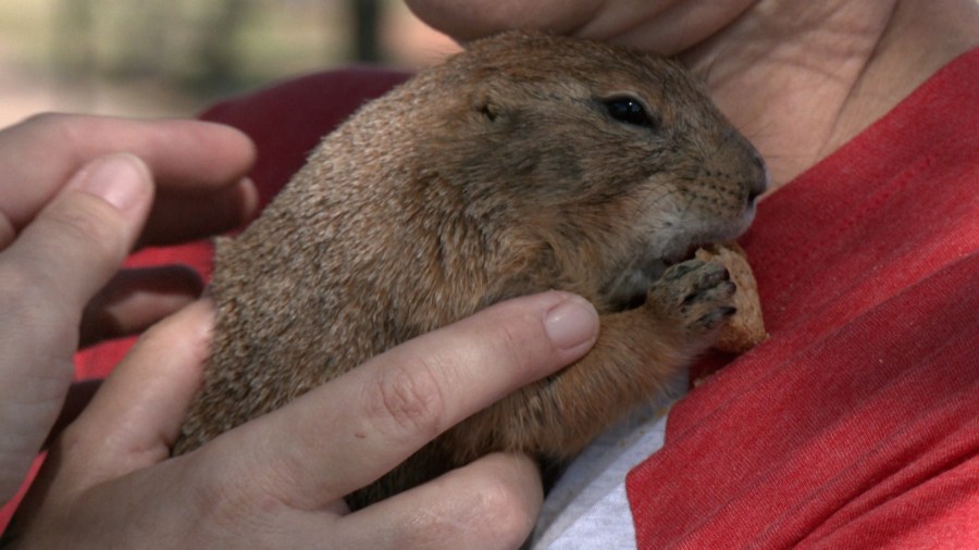 From Mange to Miracle: Wilson the Abilene Prairie Dog Turns Advocate