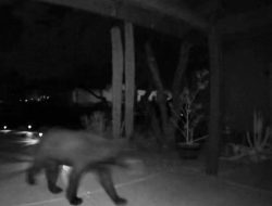 Another bear sighting reported in Oro Valley
