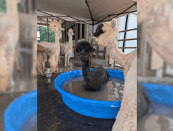 Alpaca Farmers Weather Heatwave After Explosion Leaves Them in the Dark