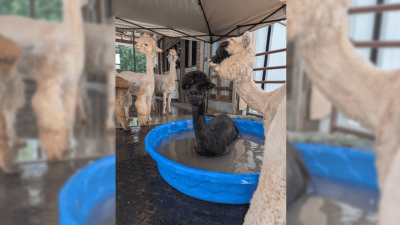 Alpaca Farmers Weather Heatwave After Explosion Leaves Them in the Dark