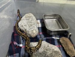 Abandoned Endangered Snake Rescued From Hotel Room by Authorities