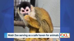 Niabi Zoo provides safe haven for smuggled or displaced animals
