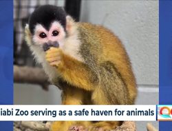 Niabi Zoo provides safe haven for smuggled or displaced animals Niabi Zoo provides safe haven for smuggled or displaced animals