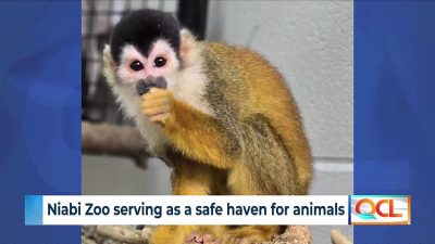 Niabi Zoo provides safe haven for smuggled or displaced animals