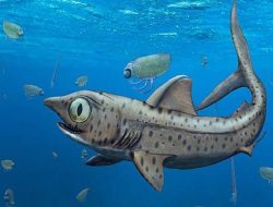 Terrifying Prehistoric Shark with a Rotating Jaw Unearthed in Morocco