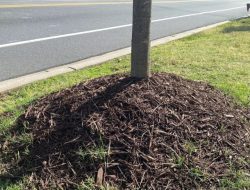 Pedestrian Frustrated: ‘Disastrous Trend’ Plagues Local College Campus, Sparking Outrage