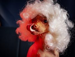 Ultra-Rare Mexican Pooch with the Funky Mane Sets Heartthrob Standards Ultra-Rare Mexican Pooch with the Funky Mane Sets Heartthrob Standards