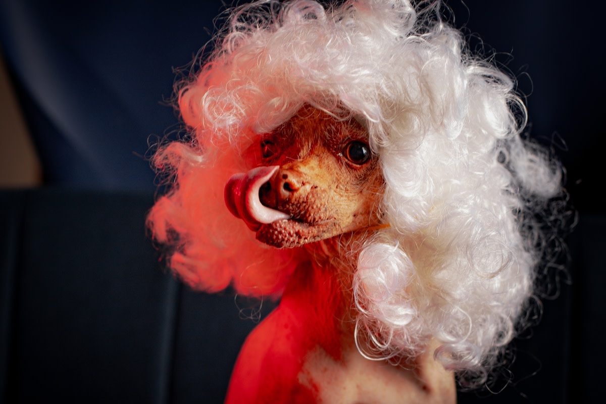 Ultra-Rare Mexican Pooch with the Funky Mane Sets Heartthrob Standards