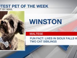 Cutest pet of the week: Winston