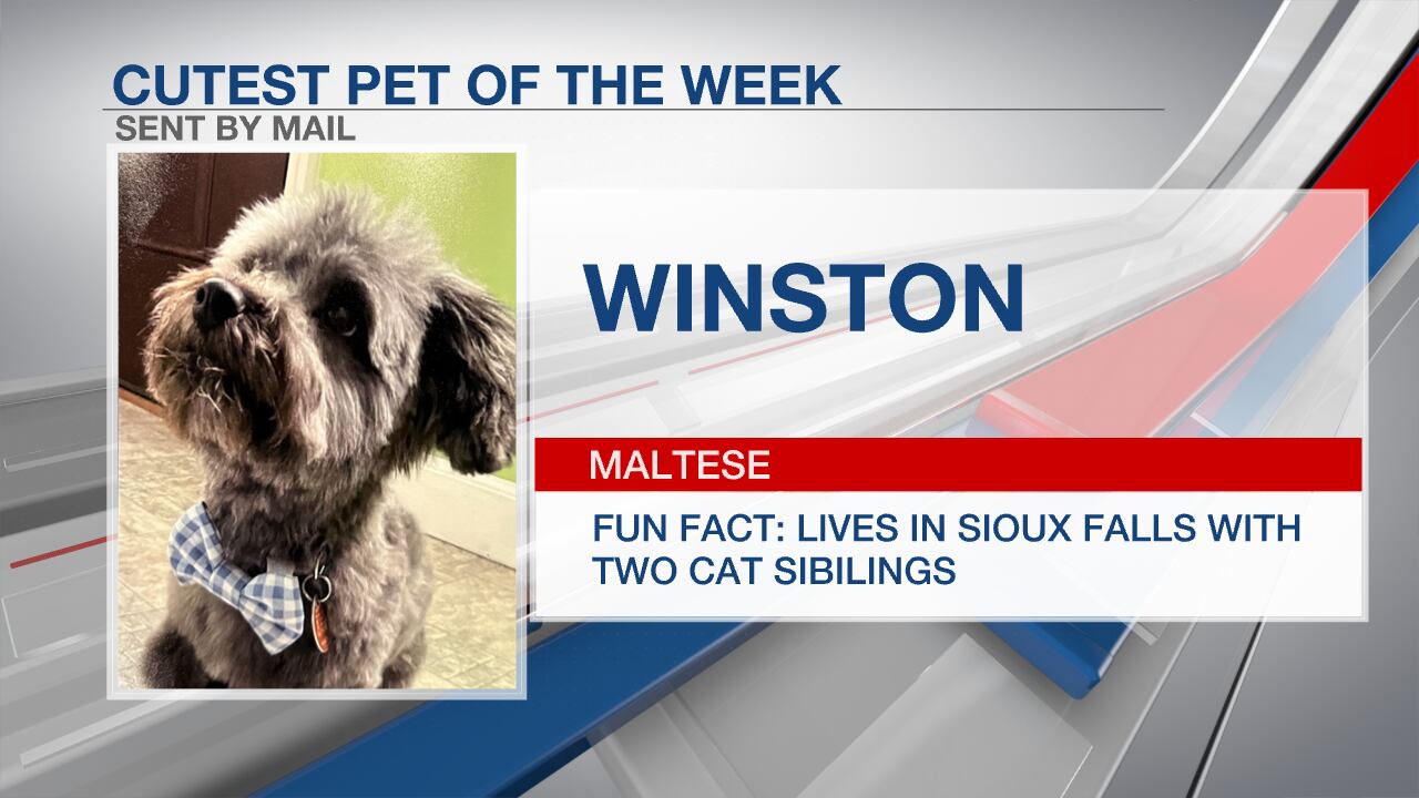 Cutest pet of the week: Winston