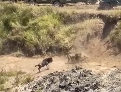Wildebeest Becomes a Fearless Gladiator, Takes on Hungry Lion Head-On