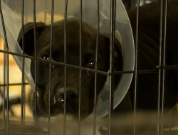NM Non-Profits Urge Increased Funding for Statewide Spay and Neuter Services NM Non-Profits Urge Increased Funding for Statewide Spay and Neuter Services