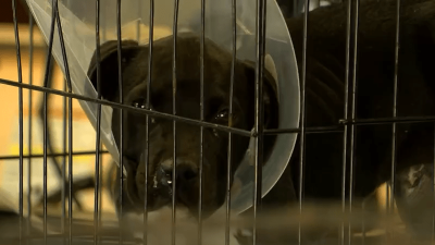 NM Non-Profits Urge Increased Funding for Statewide Spay and Neuter Services