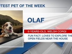 Cuteness Overload: Meet Olaf, the Pet of the Week!