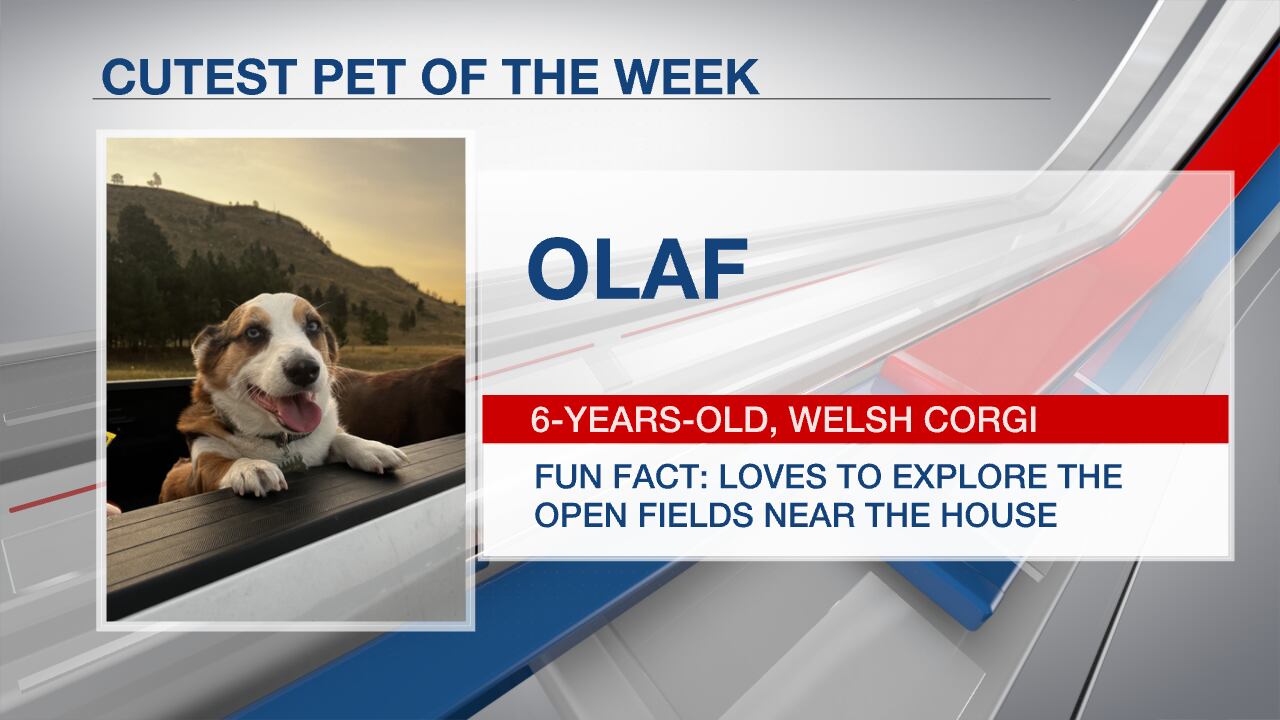 Cuteness Overload: Meet Olaf, the Pet of the Week!