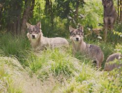 Mesa County Commissioners Urge Halt to Further Wolf Reintroduction