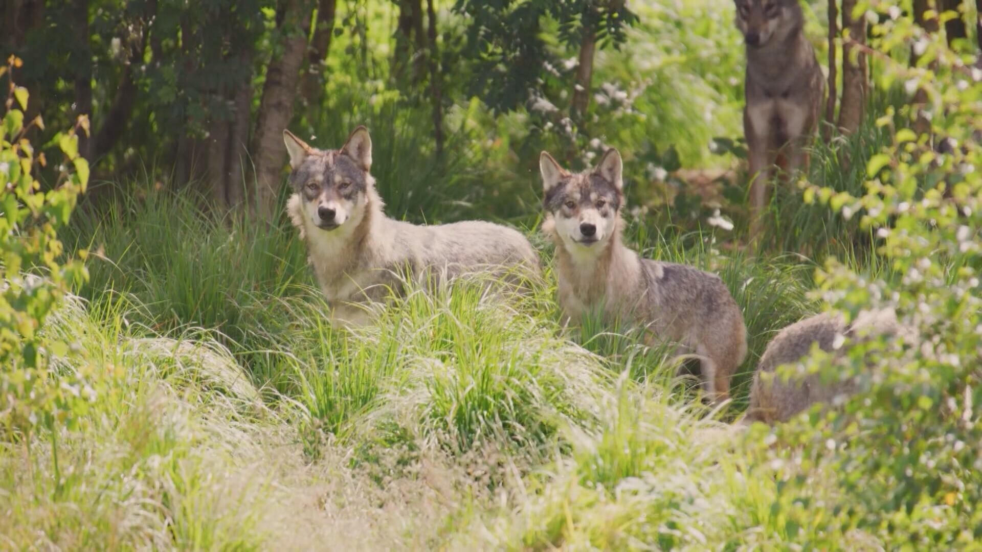 Mesa County Commissioners Urge Halt to Further Wolf Reintroduction