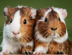 Captivating Guinea Pig Names: Perfect Picks for Your Male or Female Pet Captivating Guinea Pig Names: Perfect Picks for Your Male or Female Pet