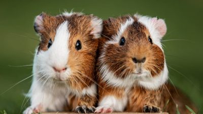 Captivating Guinea Pig Names: Perfect Picks for Your Male or Female Pet