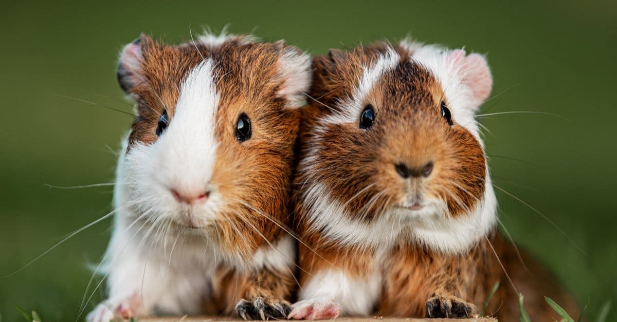 Captivating Guinea Pig Names: Perfect Picks for Your Male or Female Pet