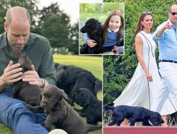 Peta Slams William and Kate as “Staggeringly Out of Touch” Over Dog’s Puppies