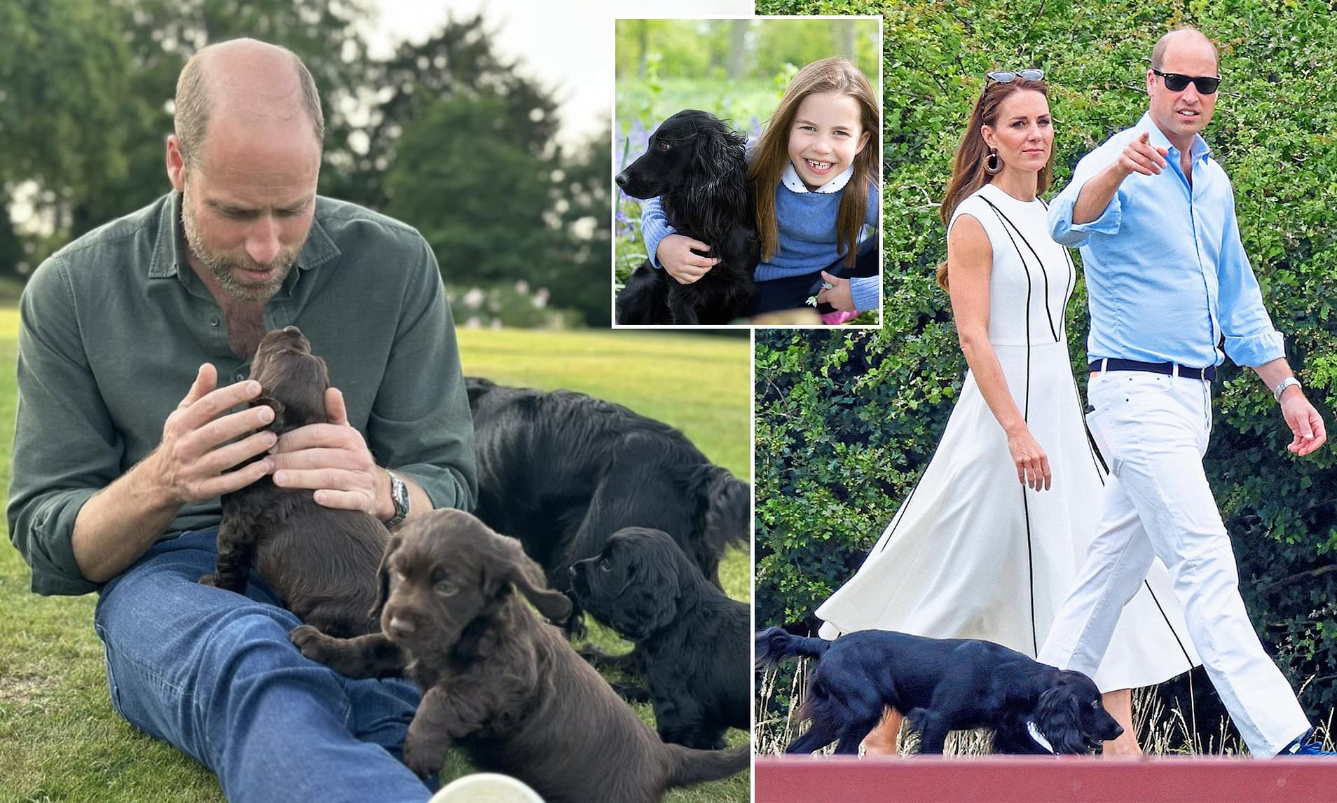 Peta Slams William and Kate as “Staggeringly Out of Touch” Over Dog’s Puppies