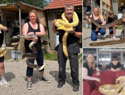 Snake Surprise: Fifth Giant Python Captured in Countryside—Police Warn Dog Owners