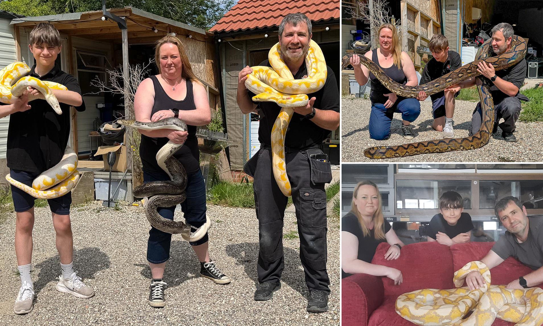 Snake Surprise: Fifth Giant Python Captured in Countryside—Police Warn Dog Owners