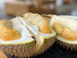 Battambang, Cambodia, Set to Host the Ultimate Durian Buffet Extravaganza!
