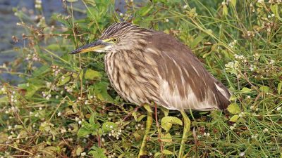 6 Jenis Blekok Beragam Warna dari Genus Ardeola: Penjelajahan Spesies