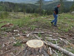 Trump Administration to Revoke ‘Roadless Rule,’ Opening Up National Forest Lands