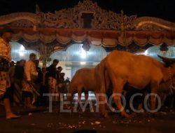 Kebo Bule: Daya Tarik Tradisional Kirab Malam 1 Suro Kasunanan Surakarta