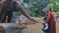 Yayasan Margasatwa Tamansari Siap Mengajukan Gugatan karena Dualisme Pengelolaan Kebun Binatang Bandung Yayasan Margasatwa Tamansari Siap Mengajukan Gugatan karena Dualisme Pengelolaan Kebun Binatang Bandung