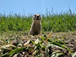 Saskatchewan Wildlife Federation Links Landowners with Gopher Hunters
