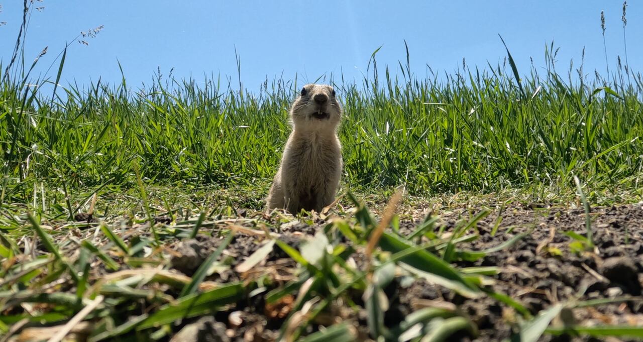 Saskatchewan Wildlife Federation Links Landowners with Gopher Hunters