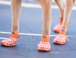 Police Dogs Get Booties for Protection During Club World Cup