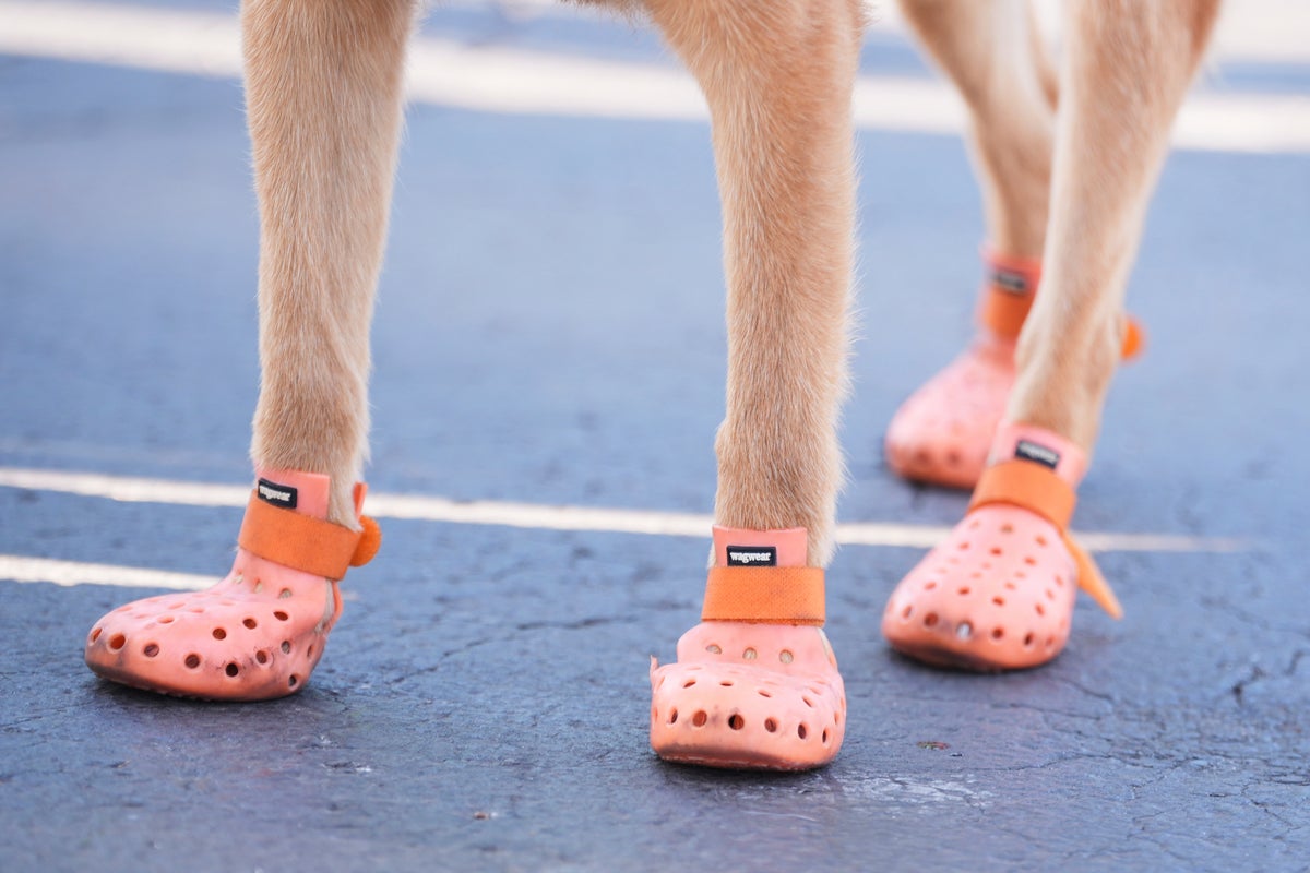 Police Dogs Get Booties for Protection During Club World Cup