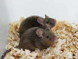 Male Mice Produce Fertile Offspring: Could Same-Sex Human Reproduction Be Next? | Your Tech and Science Digest Male Mice Produce Fertile Offspring: Could Same-Sex Human Reproduction Be Next? | Your Tech and Science Digest