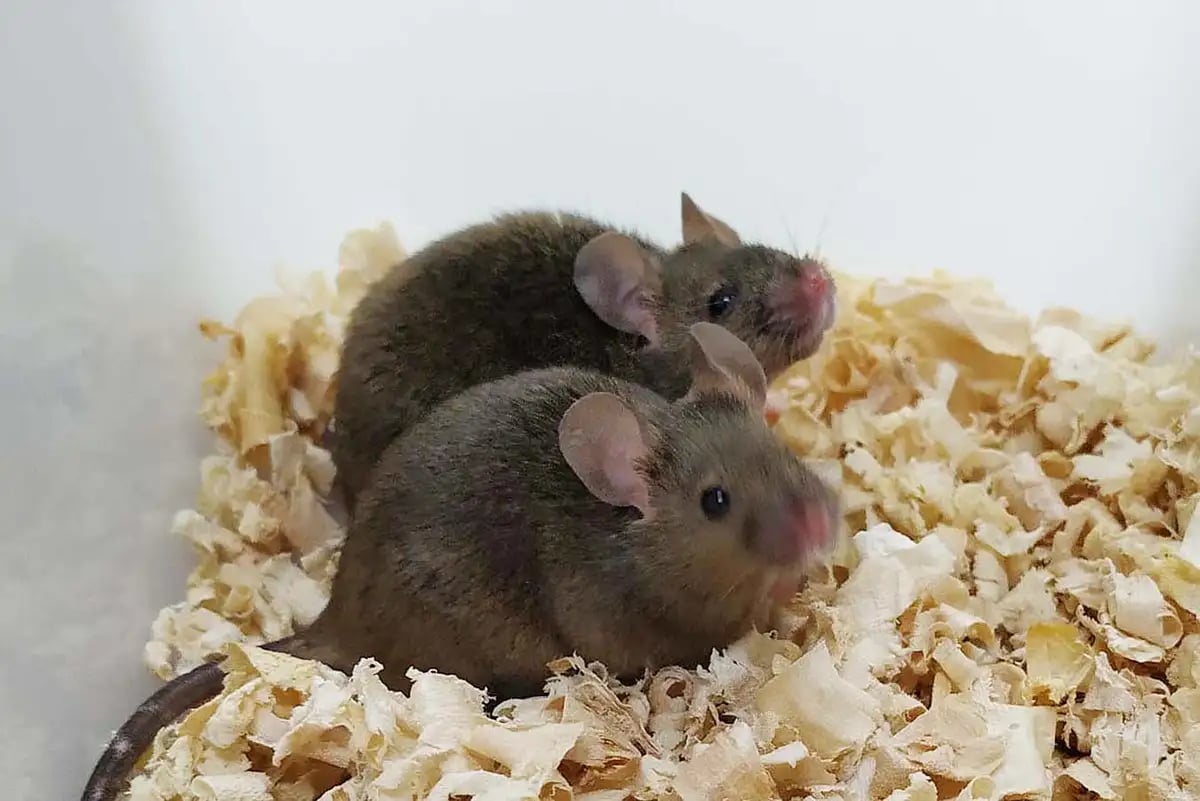 Male Mice Produce Fertile Offspring: Could Same-Sex Human Reproduction Be Next? | Your Tech and Science Digest