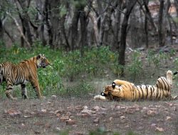 Tiger Tragedy: Five Big Cats Found Dead in Alleged Mass Poisoning at Indian Sanctuary Tiger Tragedy: Five Big Cats Found Dead in Alleged Mass Poisoning at Indian Sanctuary