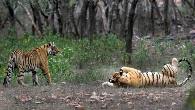 Tiger Tragedy: Five Big Cats Found Dead in Alleged Mass Poisoning at Indian Sanctuary