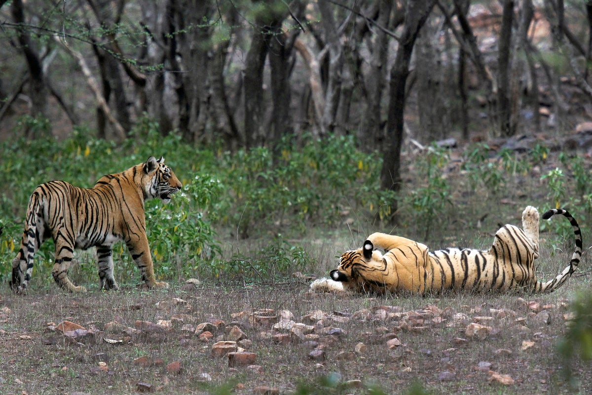 Tiger Tragedy: Five Big Cats Found Dead in Alleged Mass Poisoning at Indian Sanctuary