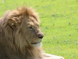 The Roars of Big Cats When No One’s Listening