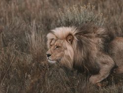 Big Cat Breakthrough: Unusual Instances of Feline Cooperation in the Wild