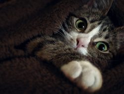 Feline Fortunes: The Secret to How Cats Claim Their Favorite Spots