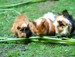 The Classroom-Comforting Guinea Pig That stole Every Heart