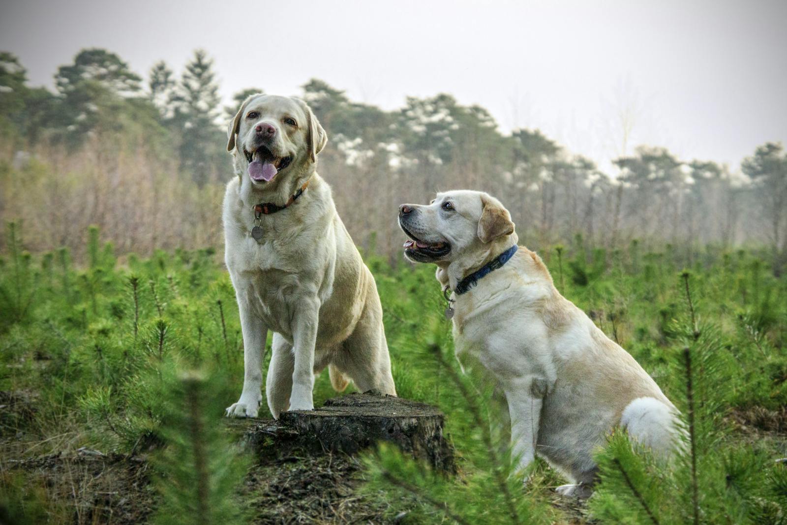 How Dogs Decode Tone Over Words: A Canadian Perspective