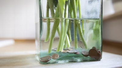 7 Game-Changing TikTok Gardening Hacks That Really Deliver