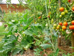 Why Planting Tomatoes and Zucchini Together in Your Garden Is a Genius Idea Why Planting Tomatoes and Zucchini Together in Your Garden Is a Genius Idea
