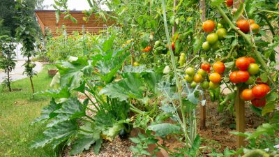Why Planting Tomatoes and Zucchini Together in Your Garden Is a Genius Idea